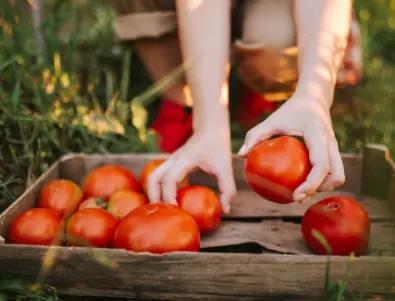 Колко време отнема на доматените растения да дадат реколта?