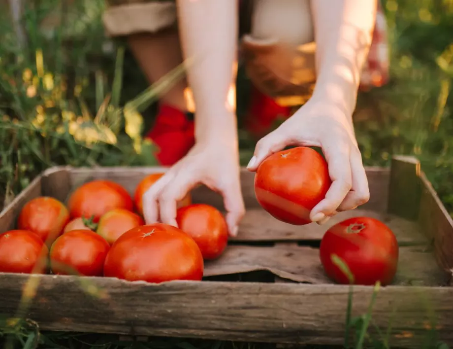 Полейте доматите с това по време на цъфтежа и ще прибирате реколта до късна есен
