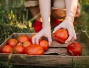 3 бабини рецепти за богата реколта от домати