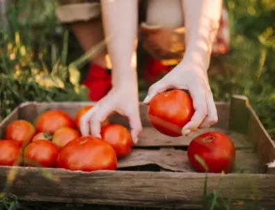 Тези 3 съставки ще увеличат реколтата на доматите цели 2 пъти
