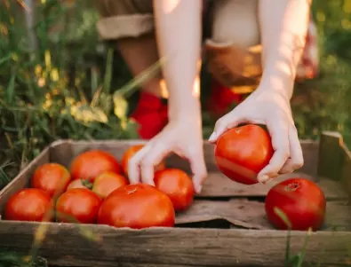 Специален разтвор за подхранване на домати в ГОРЕЩИ дни