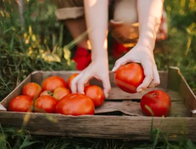 Могат ли да се отгледат домати, ако ги засадите към края на лятото?