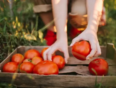 ТОП 3 грешки, които неопитните градинари допускат с доматите