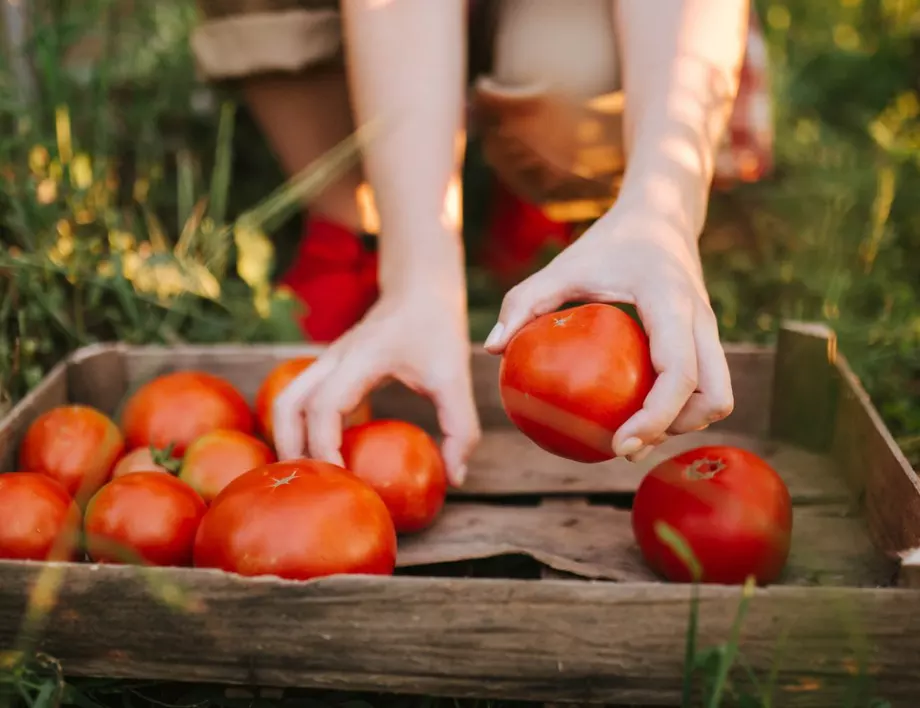 Торене на доматите със сода - кога и как се прави