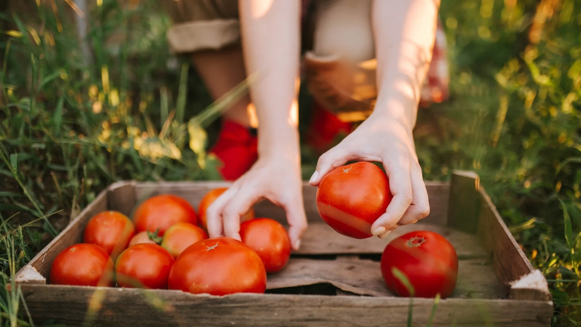 Може ли доматите да се засадят на същото място