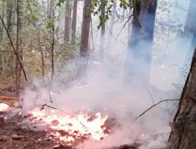 Пожар избухна в гората на кв. 