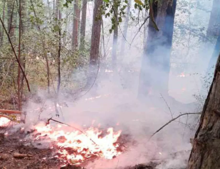 Пожар избухна в гората на кв. "Аспарухово" 