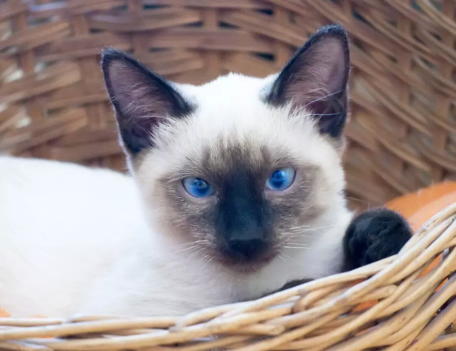 Топ 10 на едни от най-красивите породи котки