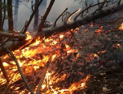 Пожарът в Андалусия прогони над 3000 души от домовете им 