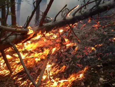 Голям пожар избухна в иглолистна гора над Карлово 