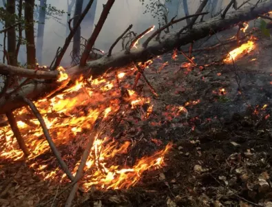 Голям пожар гори в Сакар планина