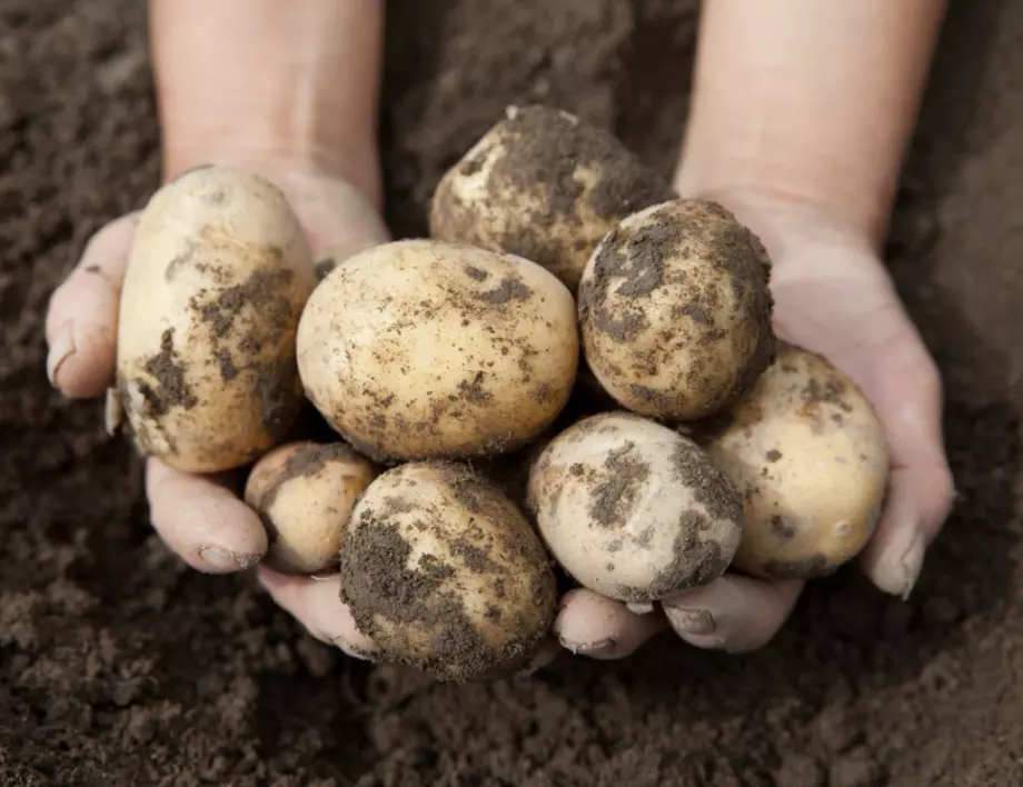 Направете това точно сега за богата реколта от картофи следващата година