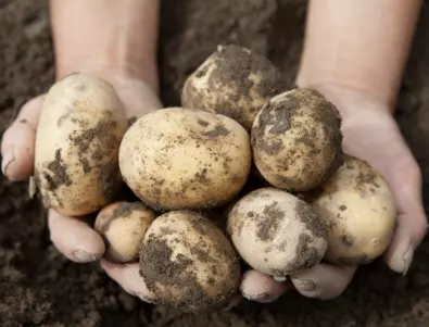 Направете ето това, ако искате картофите да останат свежи до пролетта 