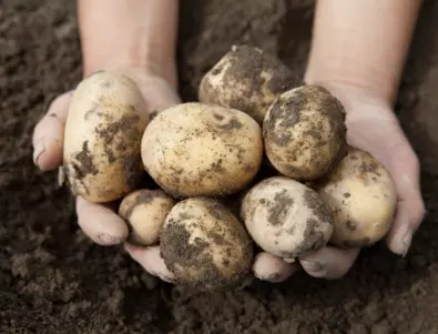 Защо опитните градинари никога не изхвърлят картофените кори?