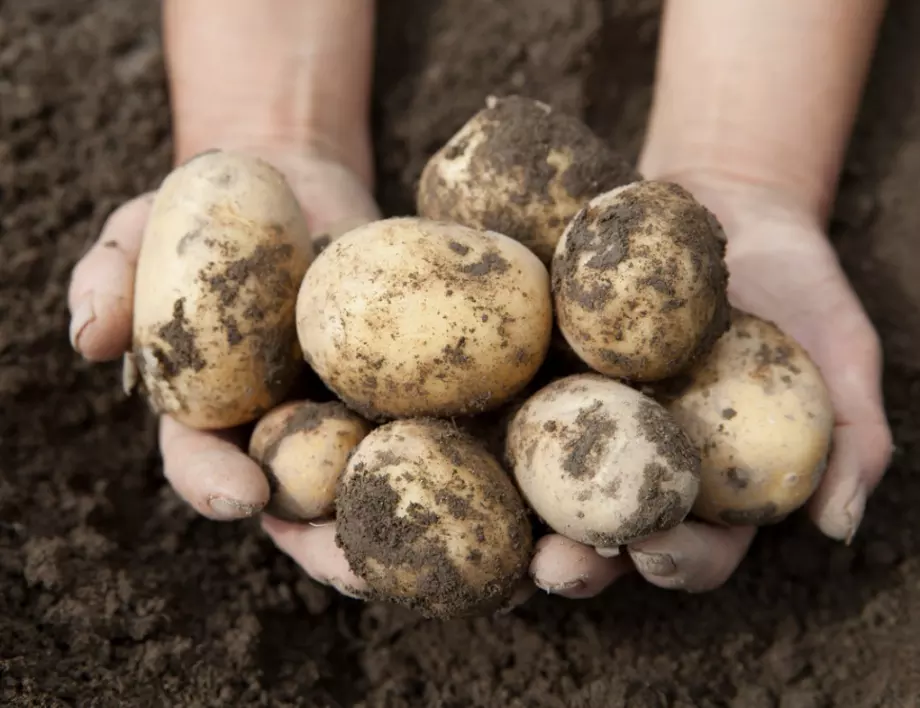 Защо опитните градинари никога не изхвърлят картофените кори?