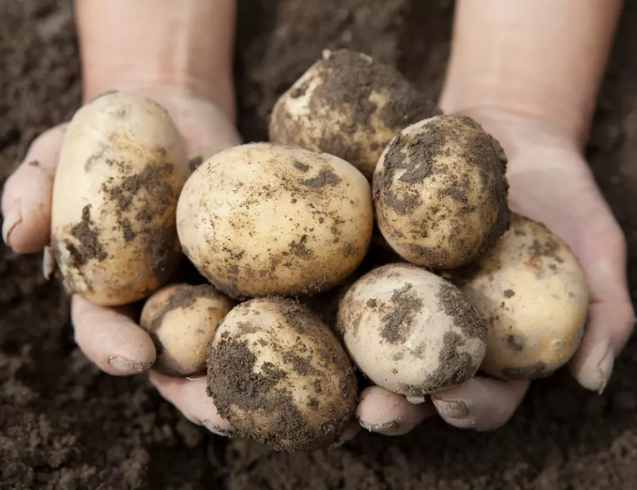 Турски метод за отглеждане на картофи в кофи, с който дори и опитните градинари ще завиждат на реколтата ви