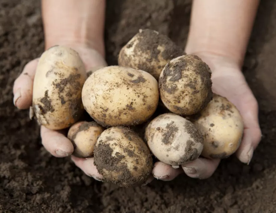 Стъпка по стъпка: Как да отгледате богата реколта от картофи в кофа