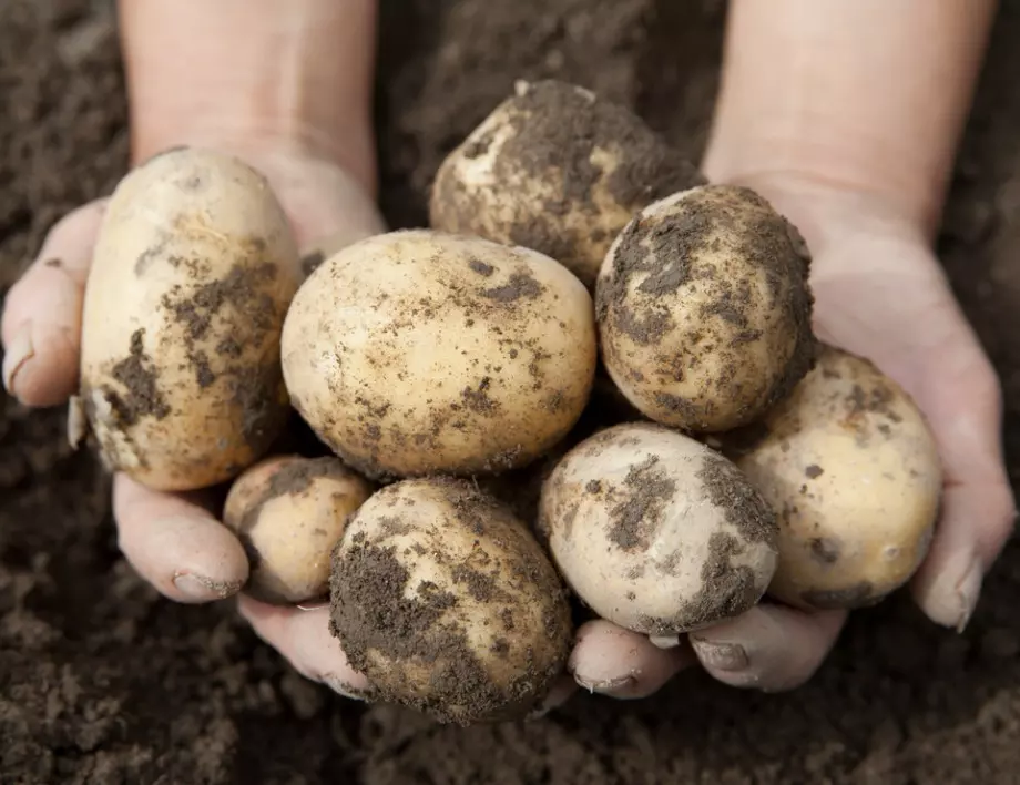 Тайната на дядо за богата реколта от картофи