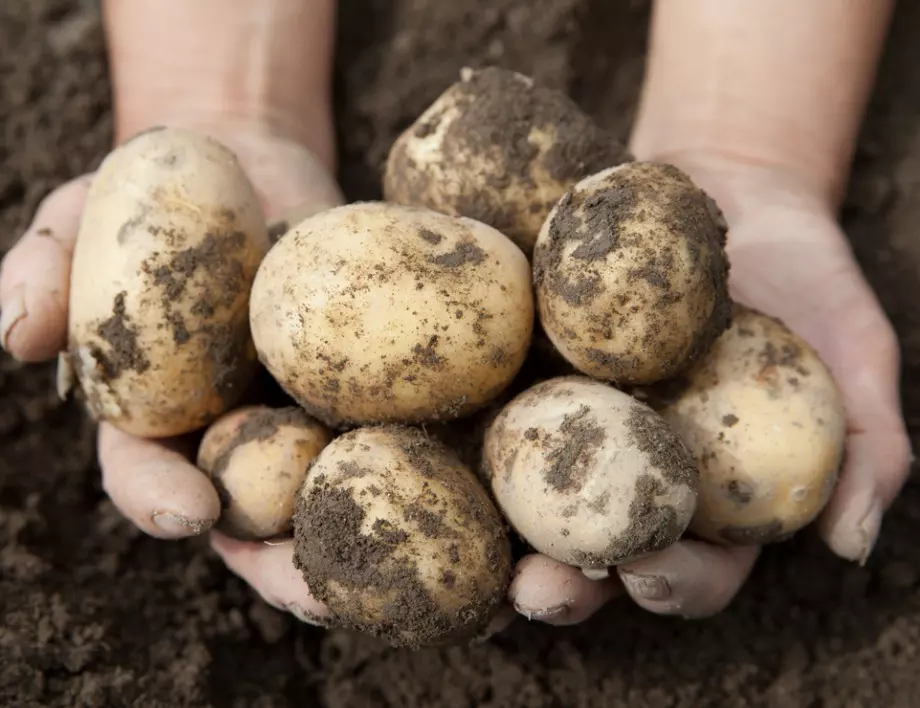 Трябва ви само минута да направите това преди засаждането на картофите, но след това реколтата ще е двойно по-богата 