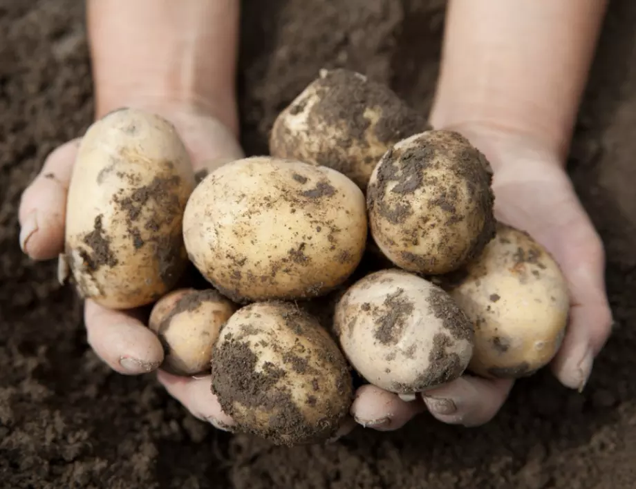 Как да отгледаме богата реколта от картофи в кофа