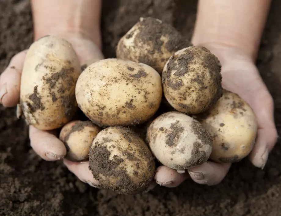 Не изхвърляйте кълновете на картофите - ето за какво ги използват опитните градинари