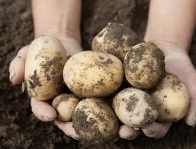 Опитните градинари знаят: Сеитбата на ранните картофи трябва да става…