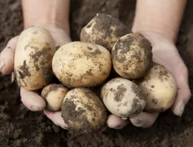 Реколтата на картофите ще е ДВОЙНА ако направите ТОВА веднага след цъфтежа им