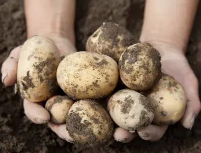 Как да постигнем ранна реколта от картофи?