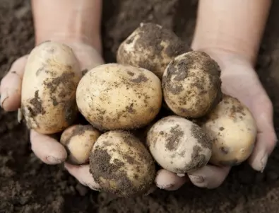Кори от картофи - кога и как ги използват опитните градинари