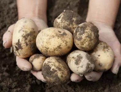 Дълбоко или плитко засаждане на картофите - кое е по-добро