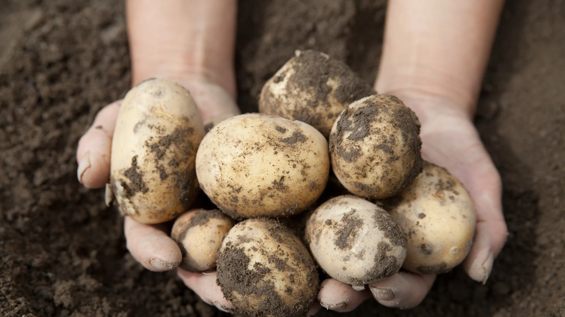 Какво може и какво НЕ може да се засажда след картофи