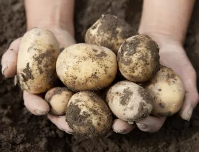 Какво може и какво НЕ може да се засажда след картофи
