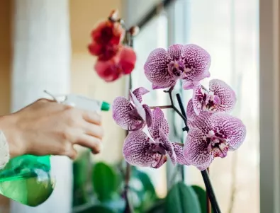 Как правилно да поливаме орхидеята за гарантиран растеж?