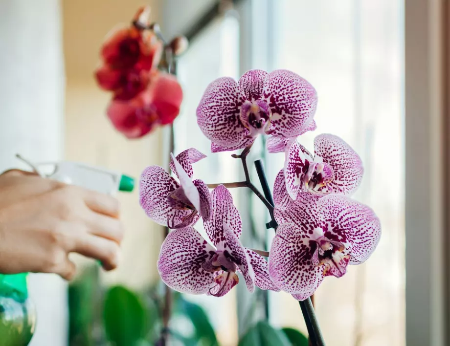 Няколко скилидки ЧЕСЪН и орхидеята ще разцъфне до седмици