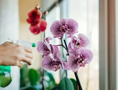 Как да накарате орхидеята да цъфти само с една съставка?