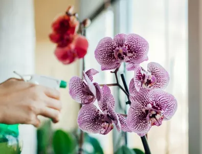 Увийте орхидеята с памук и вижте какво ще се случи