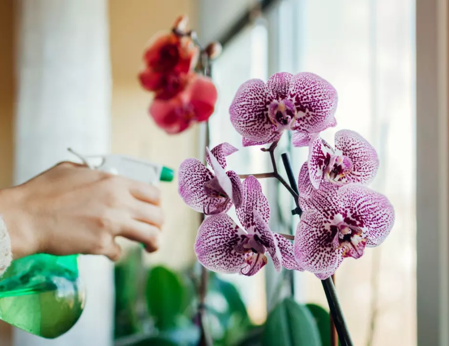 Орхидеята ви ще цъфти, както никога до сега! Това средство е дар