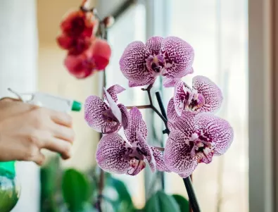 Разтворът, с който орхидеята става все по-здрава и силна, ден след ден