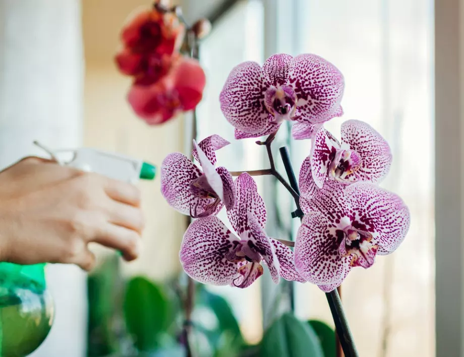 Ако орхидеята не върви добре, направете това и ще останете изненадани от резултата