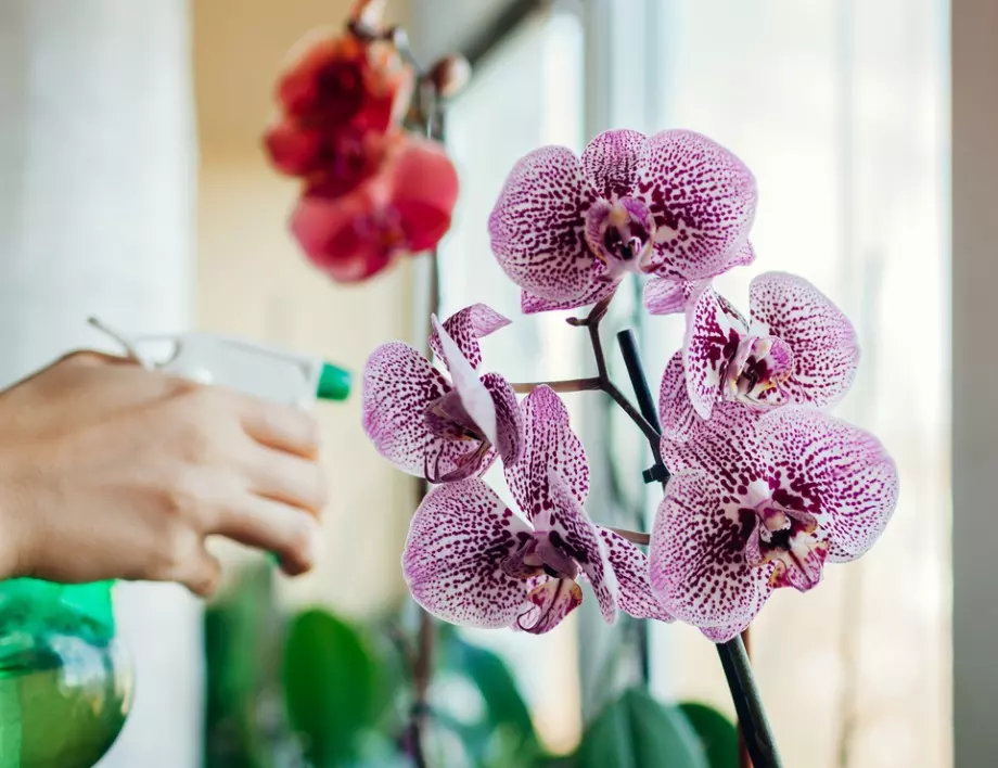 Ако корените на орхидеята са изсъхнали, направете това и ще я съживите