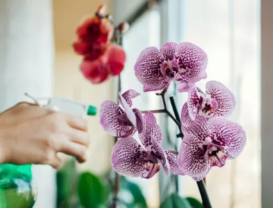 Кога орхидеята НЕ трябва да се полива с чеснова вода?