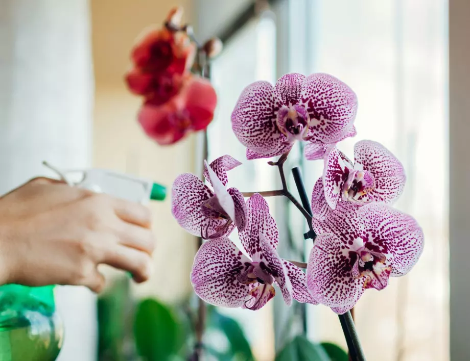 Кога орхидеята НЕ трябва да се полива с чеснова вода?