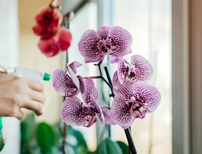 За да предпазите орхидеята от болести, пръскайте я с този разтвор - все още малко домакини знаят за него