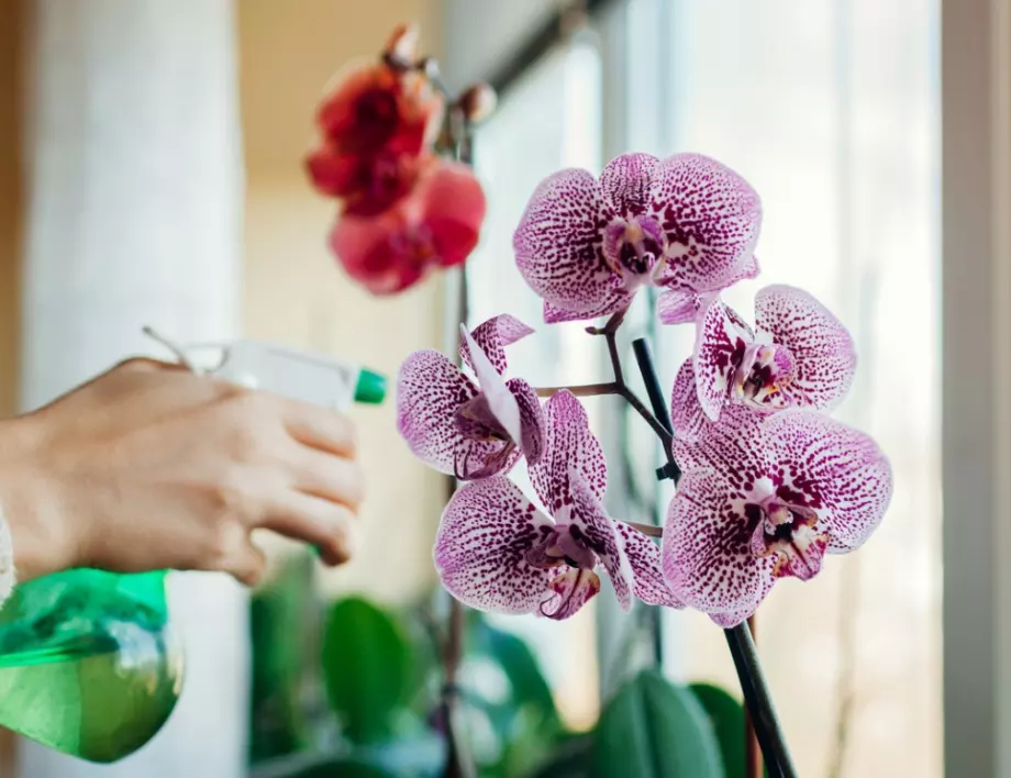 Изсъхналата орхидея Ви моли за това - ето как да и помогнете