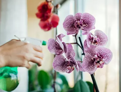 Орхидеите ви ще полудеят от цъфтеж с тези пет прости трика