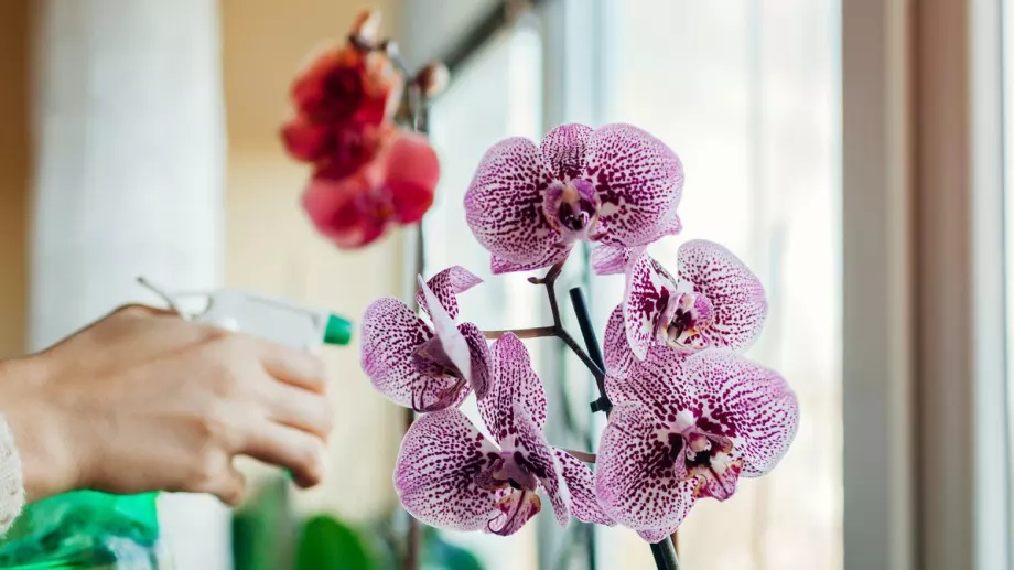 Орхидеите ви ще полудеят от цъфтеж с тези пет прости трика