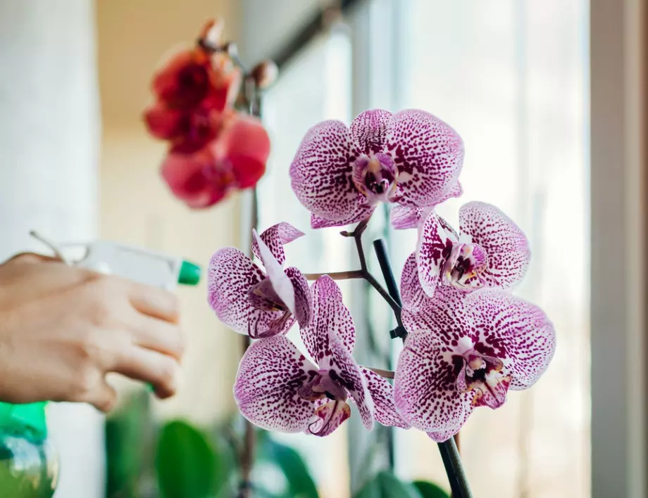 Как да задържим орхидеите живи у дома: 5 неща, които трябва да знаете
