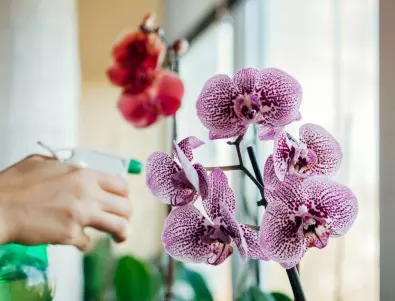 Използвайте ЧЕСЪН, за да стимулирате цъфтежа на вашите орхидеи