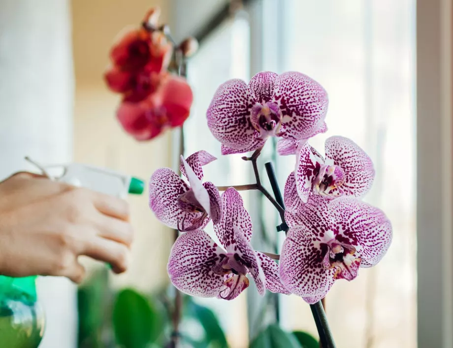 На ТОВА място в апартамента, орхидеята цъфти най-много