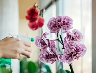 Най-добрата грижа за БУЕН цъфтеж на вашата орхидея